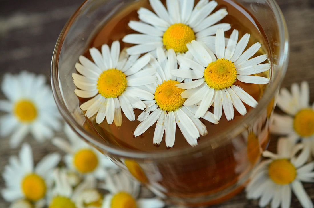 The Calming Power of Chamomile: Nature’s Sleep Solution