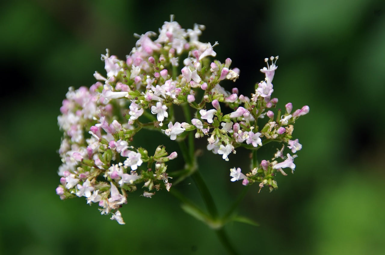 Valerian Root: The Natural Sleep Aid for Deep, Restful Nights